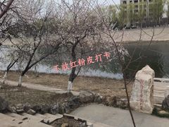 -桃花堤公园