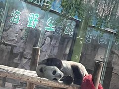 -栾川竹海野生动物园