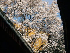 -龙华寺