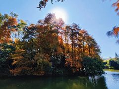 -深圳仙湖植物园