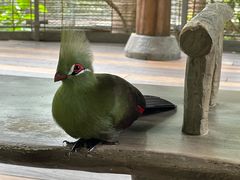 -新加坡飞禽公园