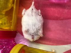 -钓仓鼠(洋桥北里小区店)