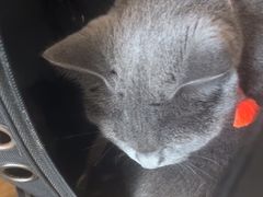 -爱侣·安琦尔宠物医院·中兽医针灸·心内科·狂犬免疫点(宝山区院)