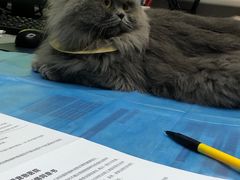 -关爱宠物医院·猫科中心·消化科(滨湖万达分院)