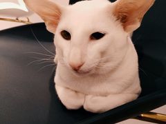 -飞行喵MR PILOT|猫舍·猫咖(静安大融城店)