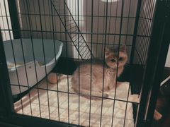 -东方名猫馆·英短金渐层布偶猫舍(环线广场1号楼店)