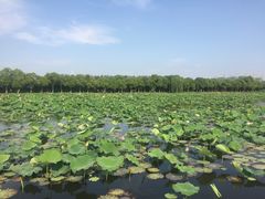 -荷塘月色湿地公园·向阳花洲