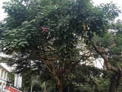 -九龙公园