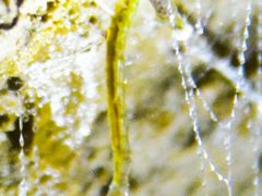 -怀托摩萤火虫洞