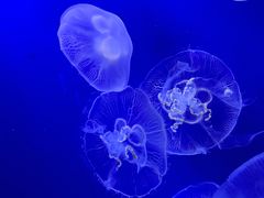 -成都浩海立方海洋公园