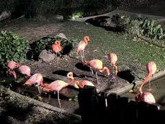 -清迈夜间动物园