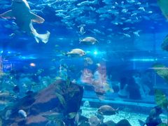 -海合安武汉极地海洋公园