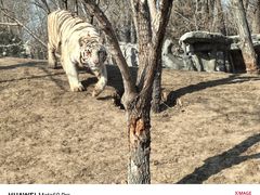 -北京野生动物园