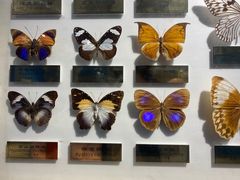 -上海昆虫博物馆