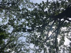 -合肥滨湖国家森林公园