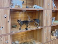 -猫十亿·布偶金渐层·曼基康矮脚猫舍(青年路店)