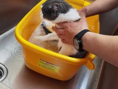 -喜洋洋宠物医院(震川路总店)