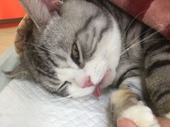 -乐派堂宠物医院·猫友好· 心脏科(东街店)