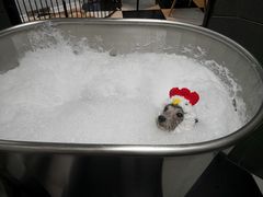 -Oh My Dog宠物沙龙(伊珊娜皮毛护理店)