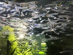 -迪拜水族馆及水下动物园