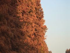 -上海海湾国家森林公园