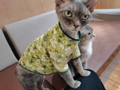 -MOCHA明星猫咖(田子坊店)