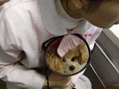 -瑞派雷欧宠物医院·24h夜诊·心脏骨科牙科·全科重症转诊中心(无影山店)