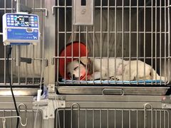 -喜多萌中农锦绣动物医院24H·猫科·牙科MRI·CT