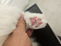 -comecome来吧宠物(奥克斯中心店)