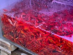 -华声天桥民俗文化园