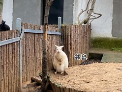 -合肥野生动物园