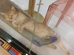 -糯米喵星人·撸猫猫舍咖啡馆(西市场嘉华店)