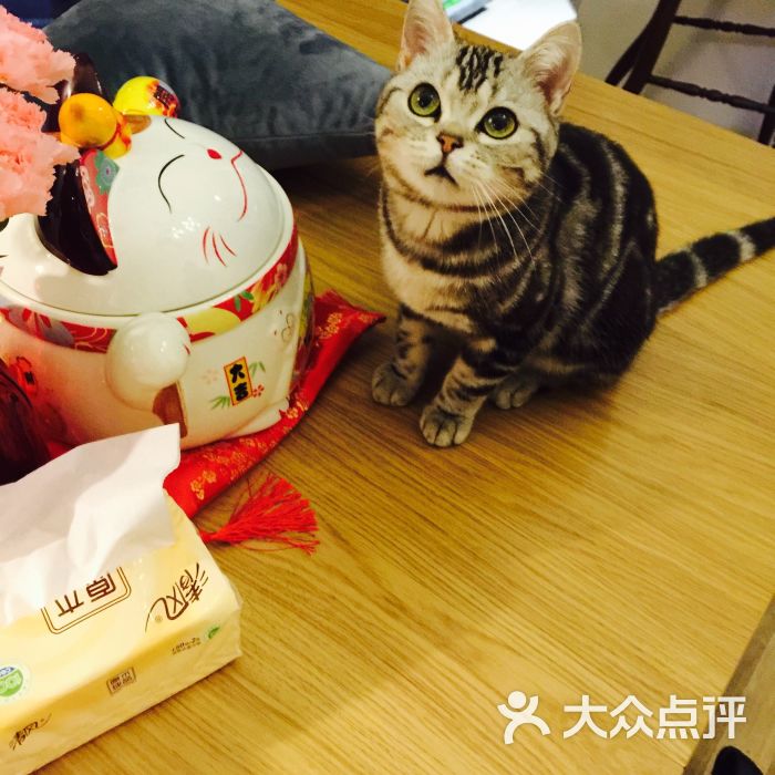 catsparty猫咪主题休闲吧图片 - 第3张