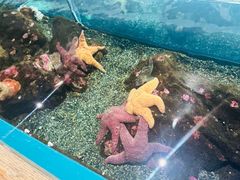 -西雅图水族馆
