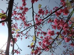 -天适樱花悠乐园