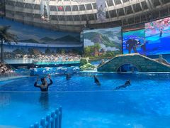 -海合安成都极地海洋公园
