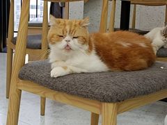 -喵园·猫主题咖啡厅·撸猫·猫咖(国贸店)