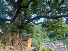 -杨家堂村