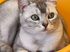 -有喵·猫咖·狗咖·40+猫狗有小奶狗(岗厦店)