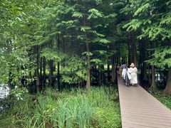 -溱湖国家湿地公园