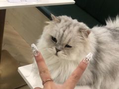 -安格丽娜·狗咖·猫咖羊驼咖(春熙路百盛商场店)