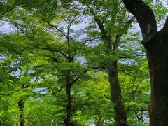 -岚山嵯峨野观光小火车