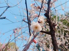 -南京古林公园