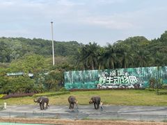 -深圳野生动物园