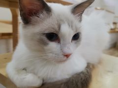 -李小姐の猫咖啡馆(五角场店)