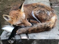 -宫城藏王狐狸村