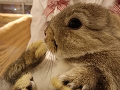 -猫猫幼稚园·撸猫·桌游·电玩