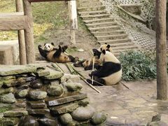 -中国大熊猫保护研究中心雅安碧峰峡基地