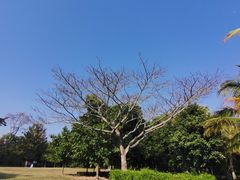 -深圳湾公园(南山区)