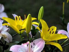 -玫瑰之约(花之语鲜花店)